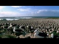 World's Largest Albatross Colony  Blue Planet  BBC Earth