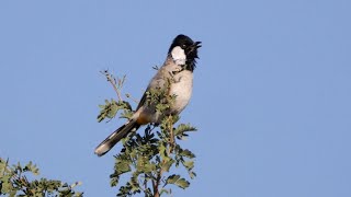 White-eared Bulbul Singing