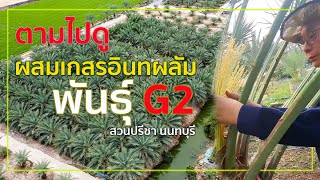 ตามไปดู ผสมเกสรอินทผลัม พันธุ์ G2 สวนปรีชานนทบุรี  : ต้นไม้และสวน TV