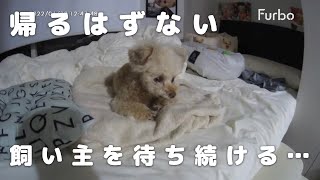 1泊2日のお留守番中にトラブル発生・・・【トイプードル】