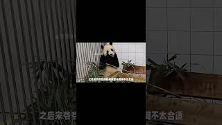 福宝躺椅和吊床被拆除 #熊猫 #牧场时间 #福宝 #shorts