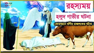 বনী ইসরাইলের রহস্যময় হলুদ গাভীর ঘটনা||The incident of Hulud cow described in the Qur'an.