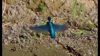 カワセミ調布地区2番子上の子 2024 08 14 #カワセミ #幼鳥 #野鳥 #birds #wildlife #nature #自然観察ぶらり散歩