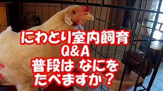 にわとり室内飼育 Q\u0026A 普段は何をたべますか？ What do chickens eat? 【鶏 オムツ 鳥 おむつ ペット ニワトリ】