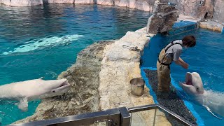 2023/05/20 ベルーガのトレーニング【ニコ\u0026ミライ編】@名古屋港水族館