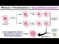 Meiosis, Gametes, and the Human Life Cycle