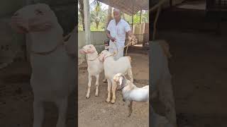 தலைச்சேரி ஆடுகள் VGF TO salem....#தலைச்சேரி#goat #goatfarming #goatsales #vgf