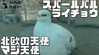 冬になるほど可愛くなる！スバールバルライチョウ　上野動物園 2022/1/2　Svalbard rock ptarmigan UENO ZOO IN TOKYO