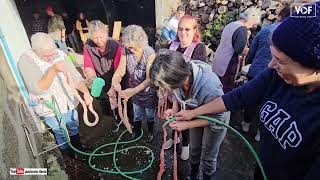 Tradicional matança do porco, Família José Eduardo 2024 na Madalena Ilha Pico Açores