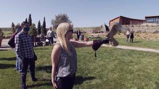 Bouchaine Vineyards Falconry class by West Coast Falconry