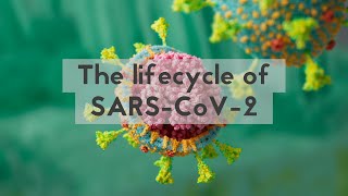 The lifecycle of SARS-CoV-2