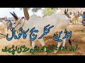 kankrej King bull Tando Muhammad Khan mandi update | @farhanfarooq5276  |28 August 2023