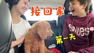 接小狗狗回家 | 小奶狗回家第一天  | 金毛贵宾犬  | Goldendoodle Puppy's FIRST DAY HOME!