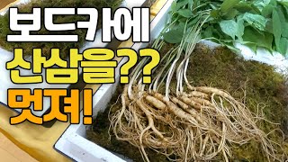 이 시기에만 만들수 있는 산삼주! 정성스런 선물용 술 만들기! 산삼 담금주!