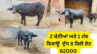 2 ਕੱਟੀਆਂ ਅਤੇ 1 ਮੱਝ ਵਿਕਾਊ ਦੁੱਧ 8 ਕਿਲੋ ਰੇਟ 62000 @brarcattlefarm188 @brartraveljet4