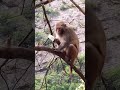 😱マジで！！サル可愛い🐒😲