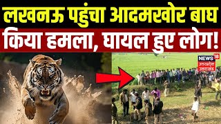 Lucknow News: लखनऊ पहुंचा आदमखोर बाघ, किया हमला, घायल हुए लोग! | Hindi News | Top News | UP News