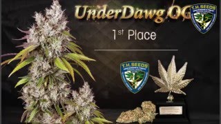 Underdawg Kush Wins 1st Place at Spannabis 2016