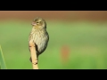 female southern red bishop