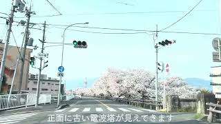 高田千本桜　Takada Senbonzakura　beautiful row of cherry blossom trees　Japan