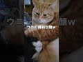 「ありがとう」猫にだって思いやりの気持ちがあるんです short youtubeshort