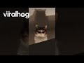 Cat Watches Menacingly From Above || ViralHog