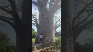 バオバブの木／Baobab tree