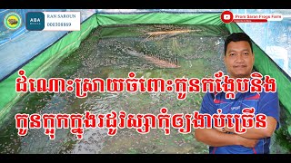 ដំណោះស្រាយចំពោះកូនកង្កែប និងកូនក្អុកងាប់ច្រើនពេលភ្លៀង