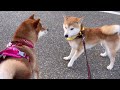 柴犬シロちんと久しぶりの再会でキャッキャする小粒黒柴と塩対応の柴犬の温度差がおもしろい！