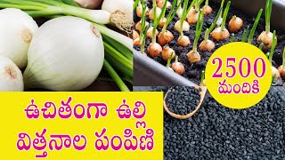 మీకోసం నేను ఇస్తున్న ఫ్రీ ఆనియన్ సీడ్స్  | Free Onion Seeds Giveaway #OnionSeeds #FreeSeeds