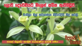 නිවැරදිව වැනිලා මල් පරාගණය කරන්නේ ‍කෙසේද... How to pollinate Vanilla flowers...