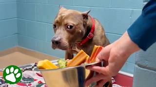 Shelter Dogs’ Reactions to Experiencing Kindness 😭❤️