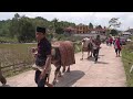 PARADE KERBAU KELILING KAMPUNG || Pemakaman Ne' Layuk dan Papa Tio di Lilikira Part 11