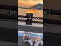 【シーズー】ある日のお散歩風景 犬のいる生活 シーズー dog shihtzu いぬ 犬