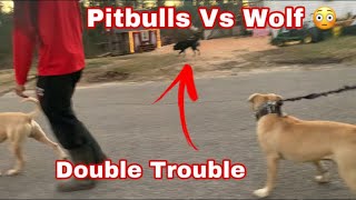 Walking Two Buff Aggressive Pitbulls In The Hood 😱😳 30 Plus Dogs 🐕