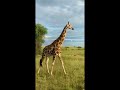 giraffe 🦒 safari drive 😀