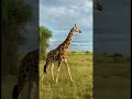 Giraffe 🦒 safari drive 😀