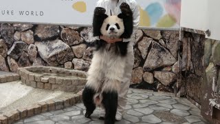 なかなか帰ろうとしないので飼育員さんが迎えにきたよ🐼 最後の最後に抵抗したｗｗｗ #彩浜 #アドベンチャーワールド