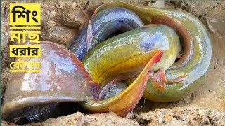 শিং মাছ ধরার কৌশল|Catfish from the Mud Hole