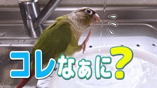 生後４ヶ月ウロコインコ【初めての放鳥】 Pyrrhura molinae Budgie