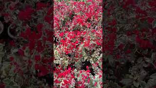 Bougainville flowerd plants @  Mulamoottil Nursery Gardens Nilamel