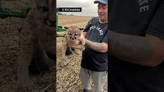 Encuentran un puma en el campo #shorts