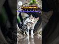 MENYENTUH HATI...KOLABORASI MENYELAMATKAN ANAK KUCING #catlover #shortstrending