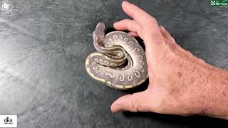 Ball Python Clutch 4 Update and Snake Unboxing #youtube #reptiles #ballpython #ballpythonmorph