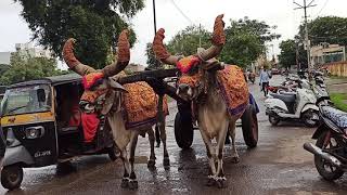 મોરલા ❤ શણગારેલા બળદ❤