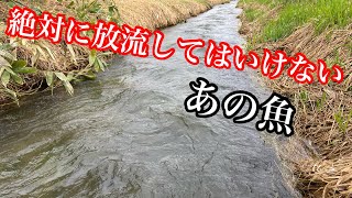 懲役刑!?放流すると罪に問われるあの魚が大量だった