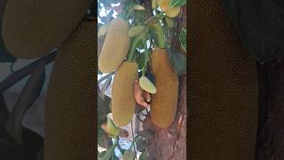 Number of jackfruit only 1 tree #fruit #fruiting fruit garden #jackfruits #tenderjackfruit