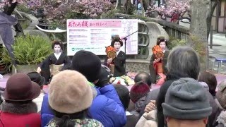 2016　熱海 糸川 桜まつり　芸妓の演芸　1　長唄　鶴亀