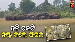 Elephant Terror in Binika |ଉଲୁଣ୍ଡା ରେଞ୍ଜ ଅଞ୍ଚଳରେ ୨୨ ଟିକିଆ ହାତୀପଲଙ୍କ ଉପଦ୍ରବ, ଅମଳ ସମୟରେ ଉଜାଡୁଛନ୍ତି ଫସଲ