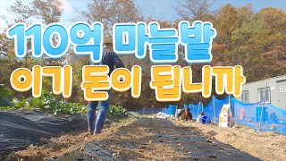 10월에 만든 양파, 마늘밭, 과연 이기 돈이 됩니까? 1편. 겨울농사의 시작. 밭고랑 만들기